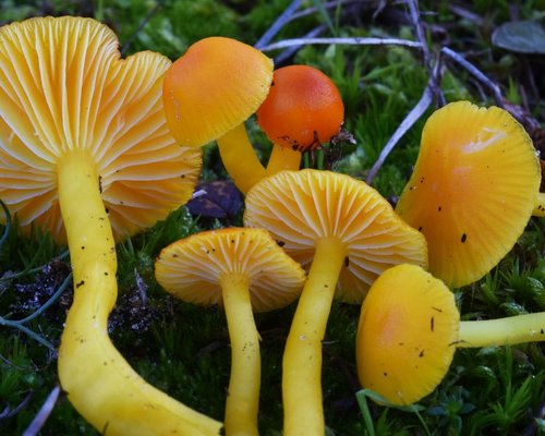 19. Tage der Pilze