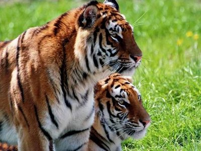 Indische Tiger I Tigerpark Dassow